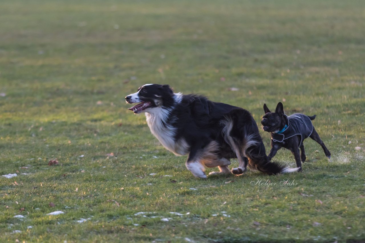 Bild 4 - Hundeshooting